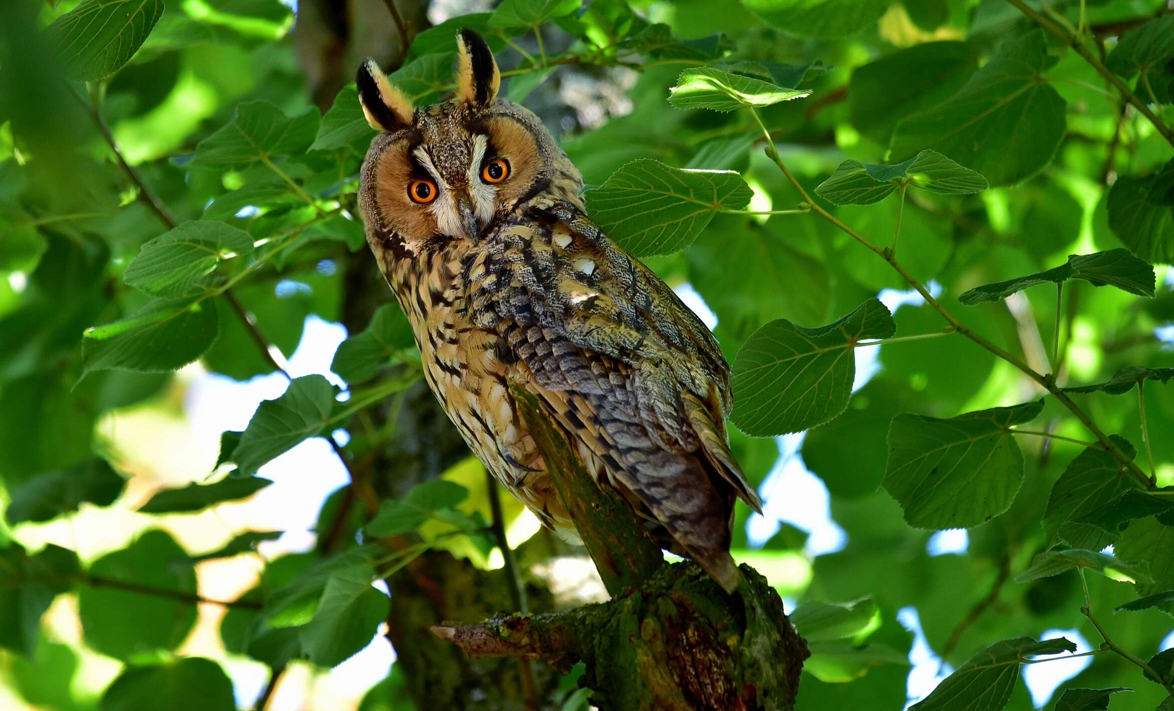 Image of Long-eared Owl