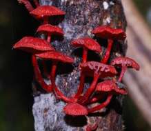 Image of Cruentomycena