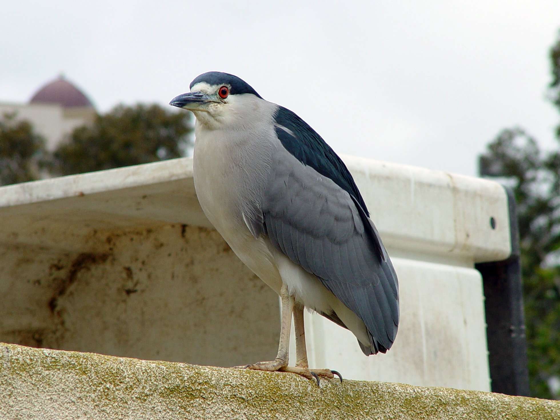 Image of Night Herons