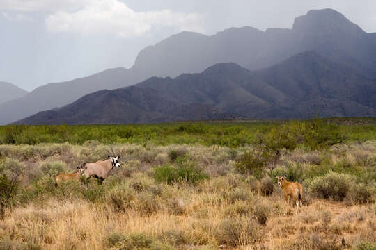 Image of Gemsbok