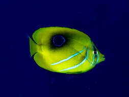 صورة Chaetodon bennetti Cuvier 1831