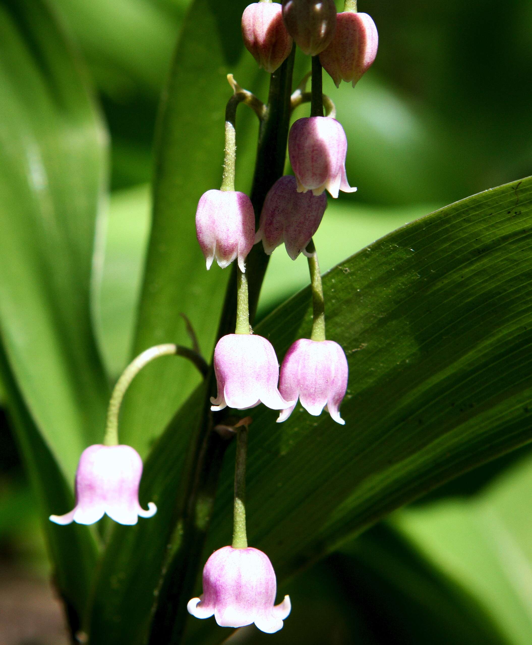 Image of convallaria