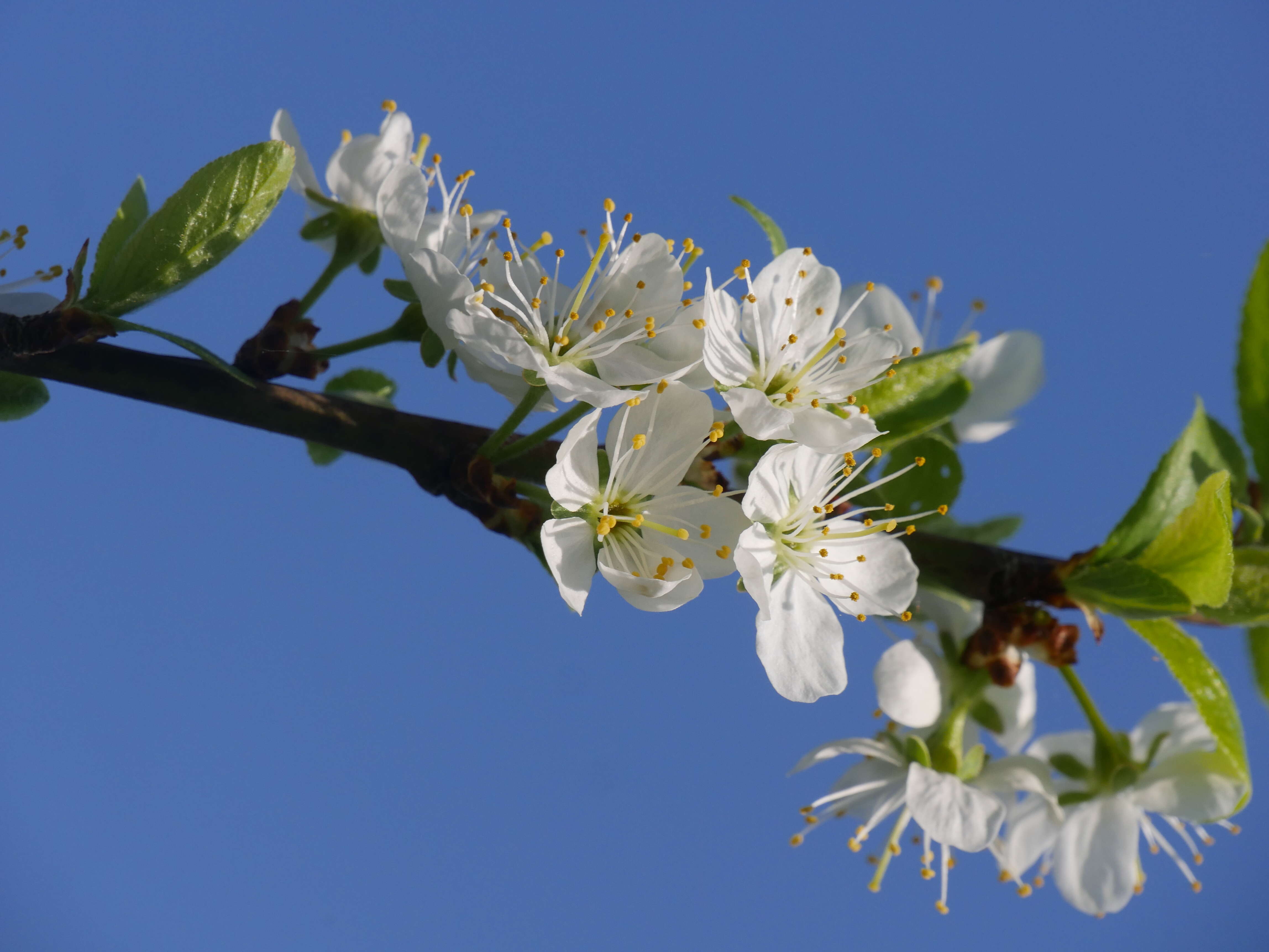 Image of Prunus domestica subsp. syriaca