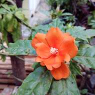 Image of Rose Cactus