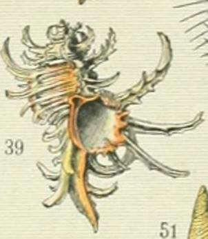 صورة Chicoreus cornucervi (Röding 1798)