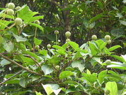 Image of Cornus hongkongensis Hemsl.