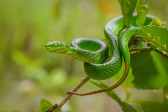 Image of White-lipped Tree Viper