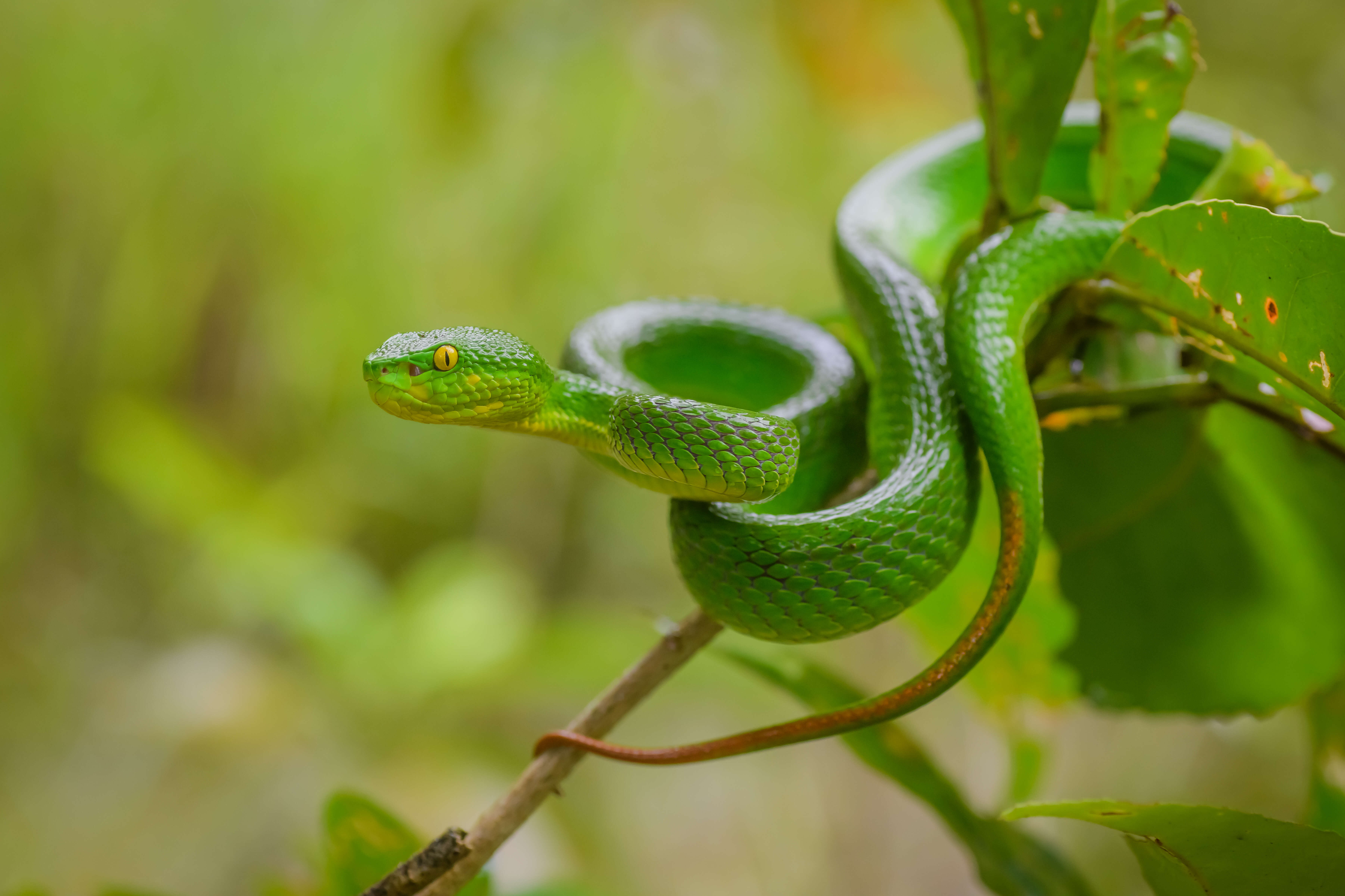 Слика од Trimeresurus albolabris Gray 1842