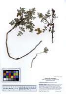 Imagem de Lomatium parvifolium (Hook. & Arn.) Jepson