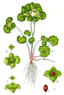 Image of Opposite-leaved Golden Saxifrage