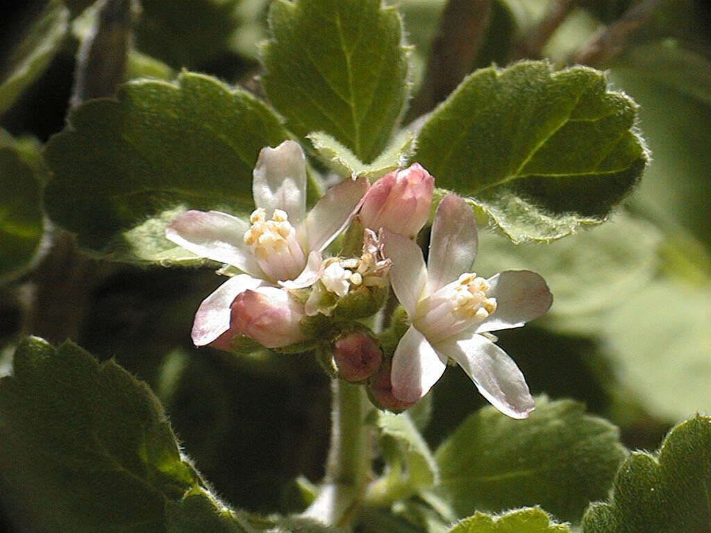 Image of fivepetal cliffbush