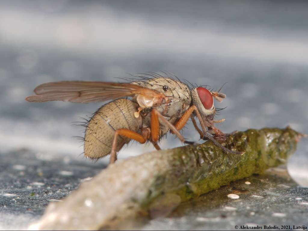 Image of Helina impuncta (Fallen 1825)