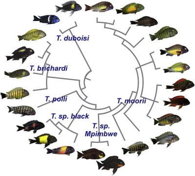 Image de Tropheus