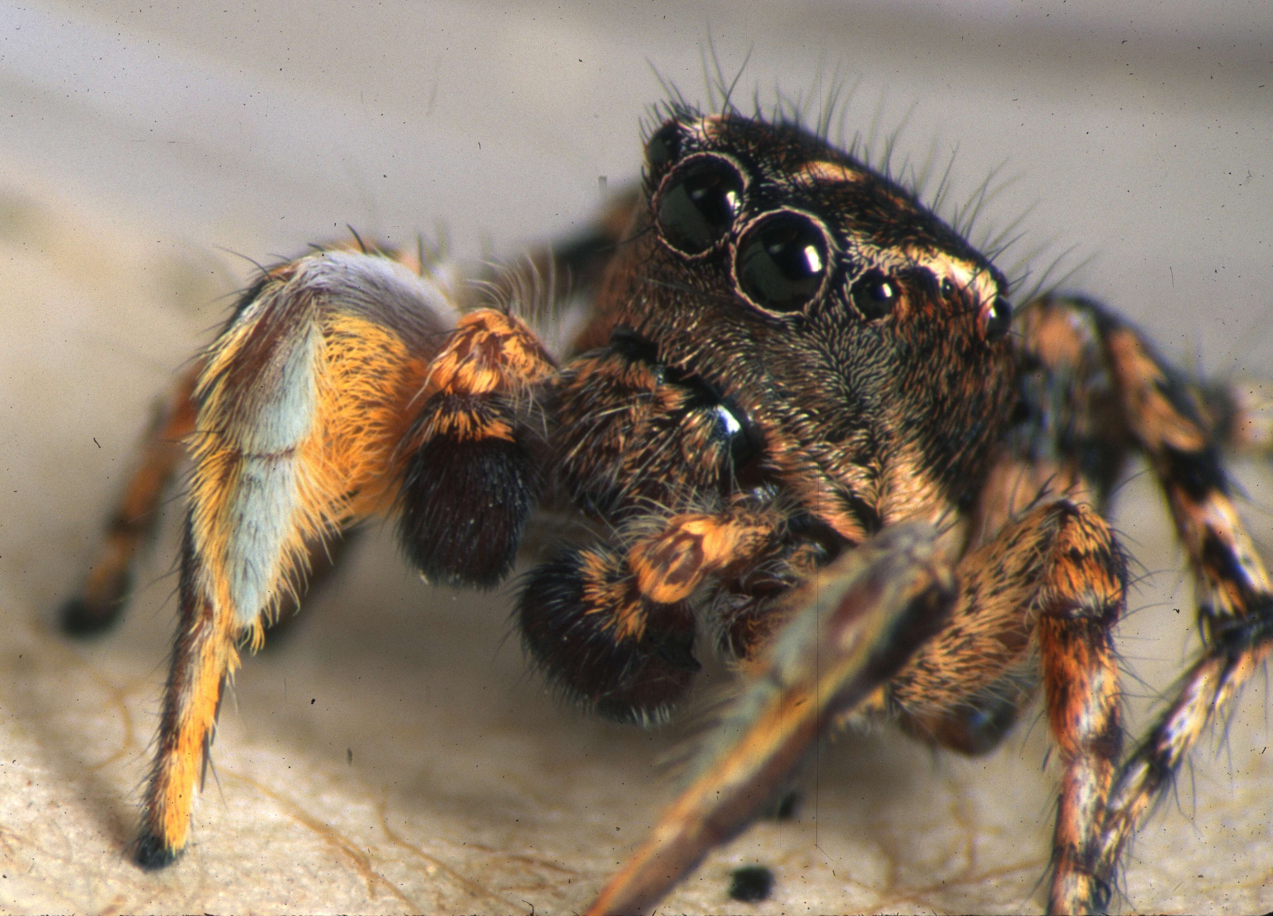 Image of Habronattus mataxus Griswold 1987