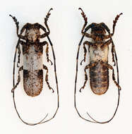 Image of Prosopocera callypiga (Thomson 1857)