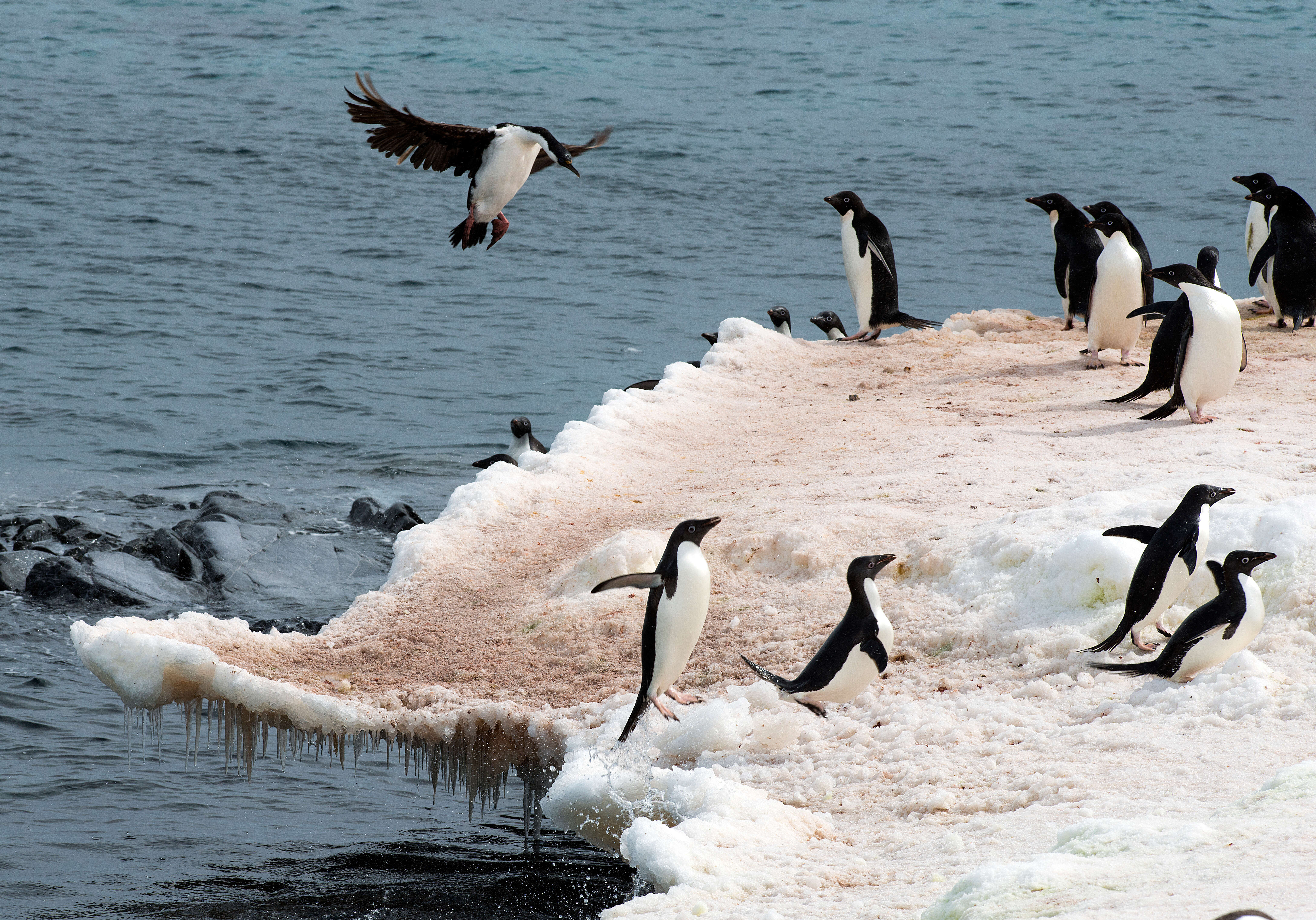 Image of Antarctic Shag