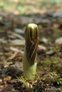 Image of mayapple