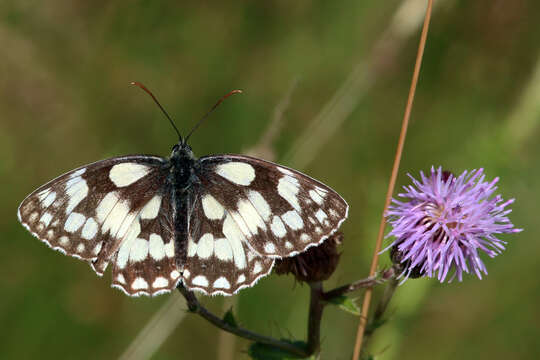 Image of marbled white