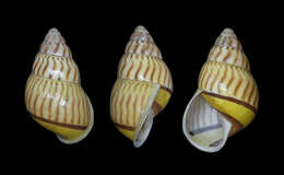 Image of Amphidromus jacobsoni