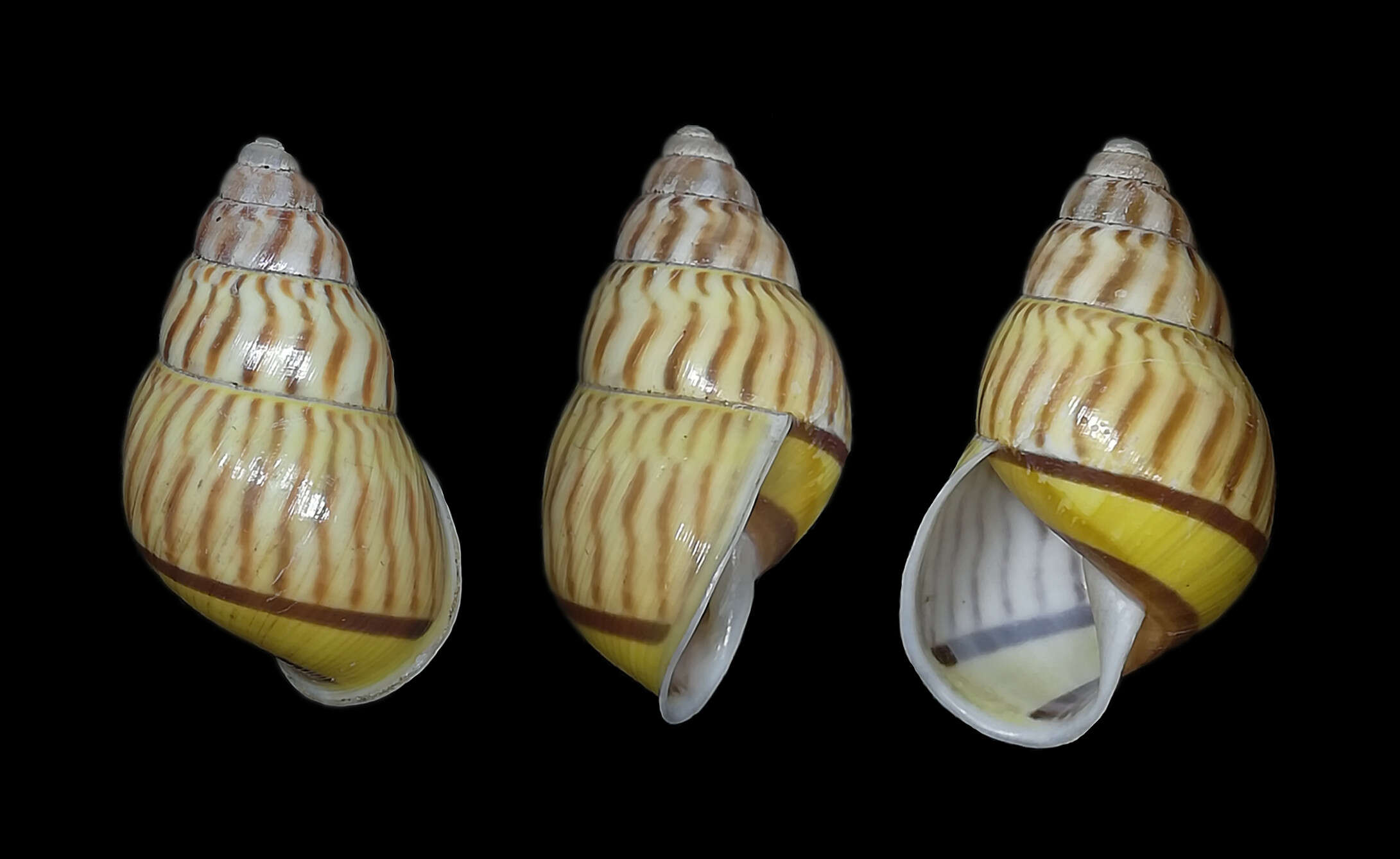 Image of Amphidromus jacobsoni