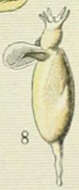 Image of Clio Linnaeus 1767