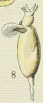 Image of Cliidae Jeffreys 1869