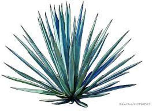 Image of tequila agave