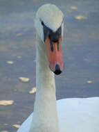 Image of Mute Swan