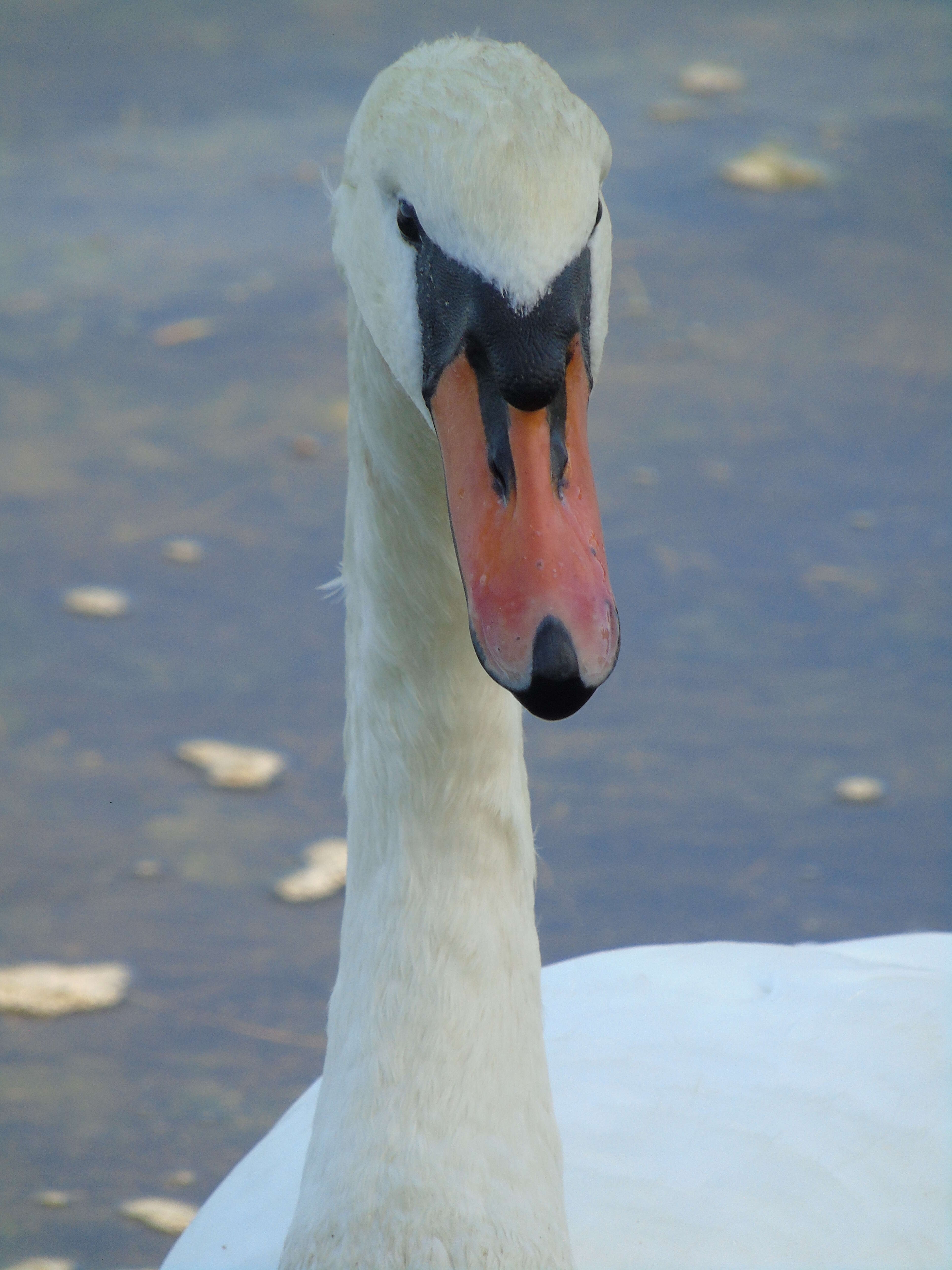 Image of Mute Swan