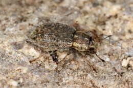 Image of Clover Root Weevil