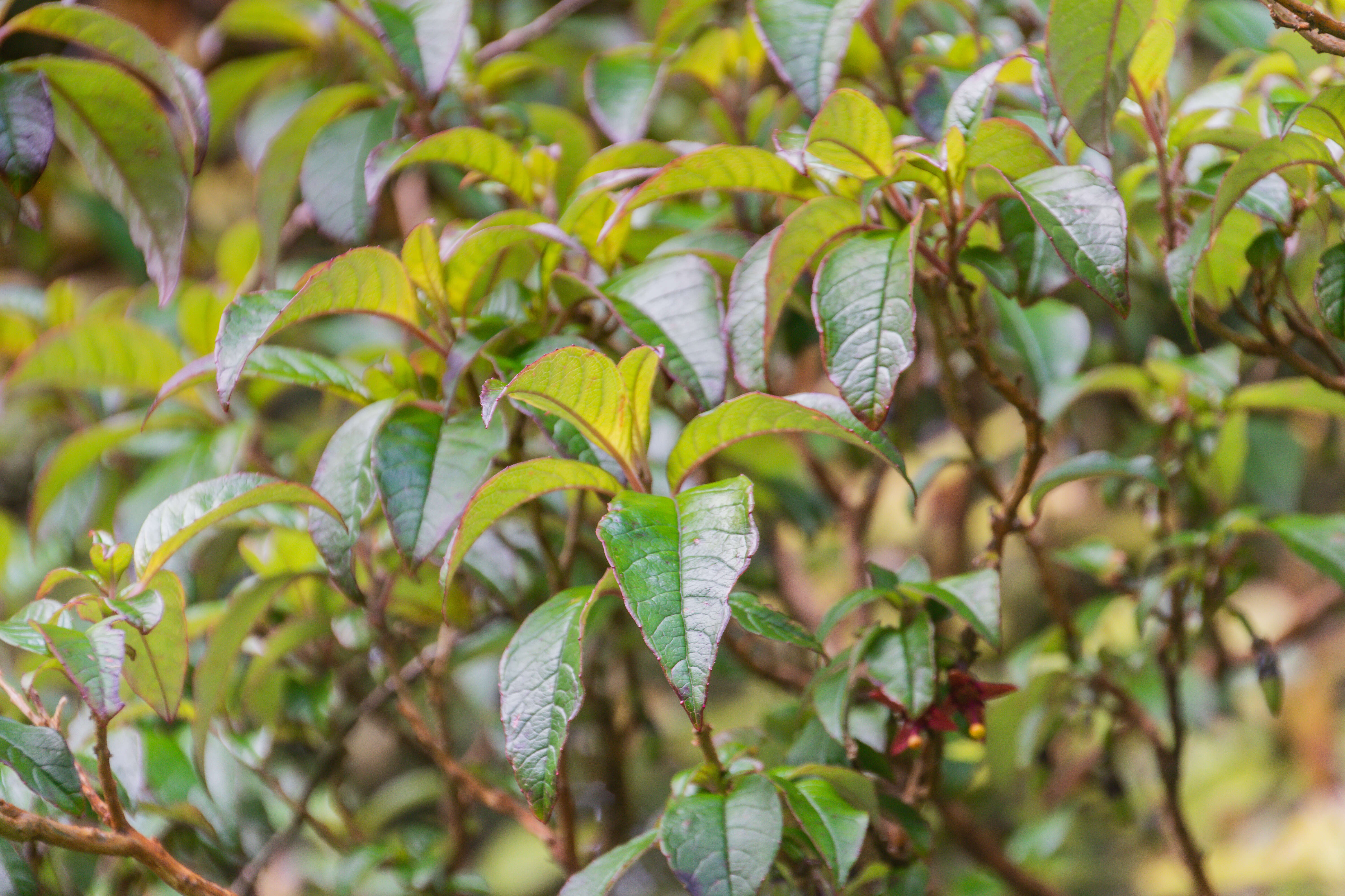 Imagem de Fuchsia excorticata (J. R. & G. Forst.) L. fil.