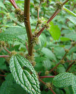 Image of ghostweed