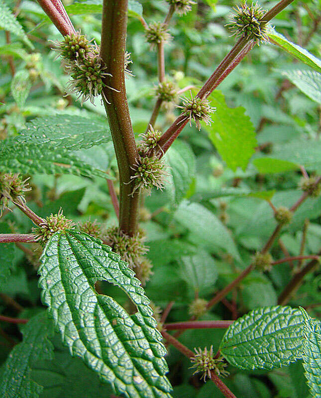 Image of ghostweed