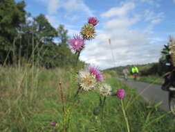 Image of curly plumeless thistle