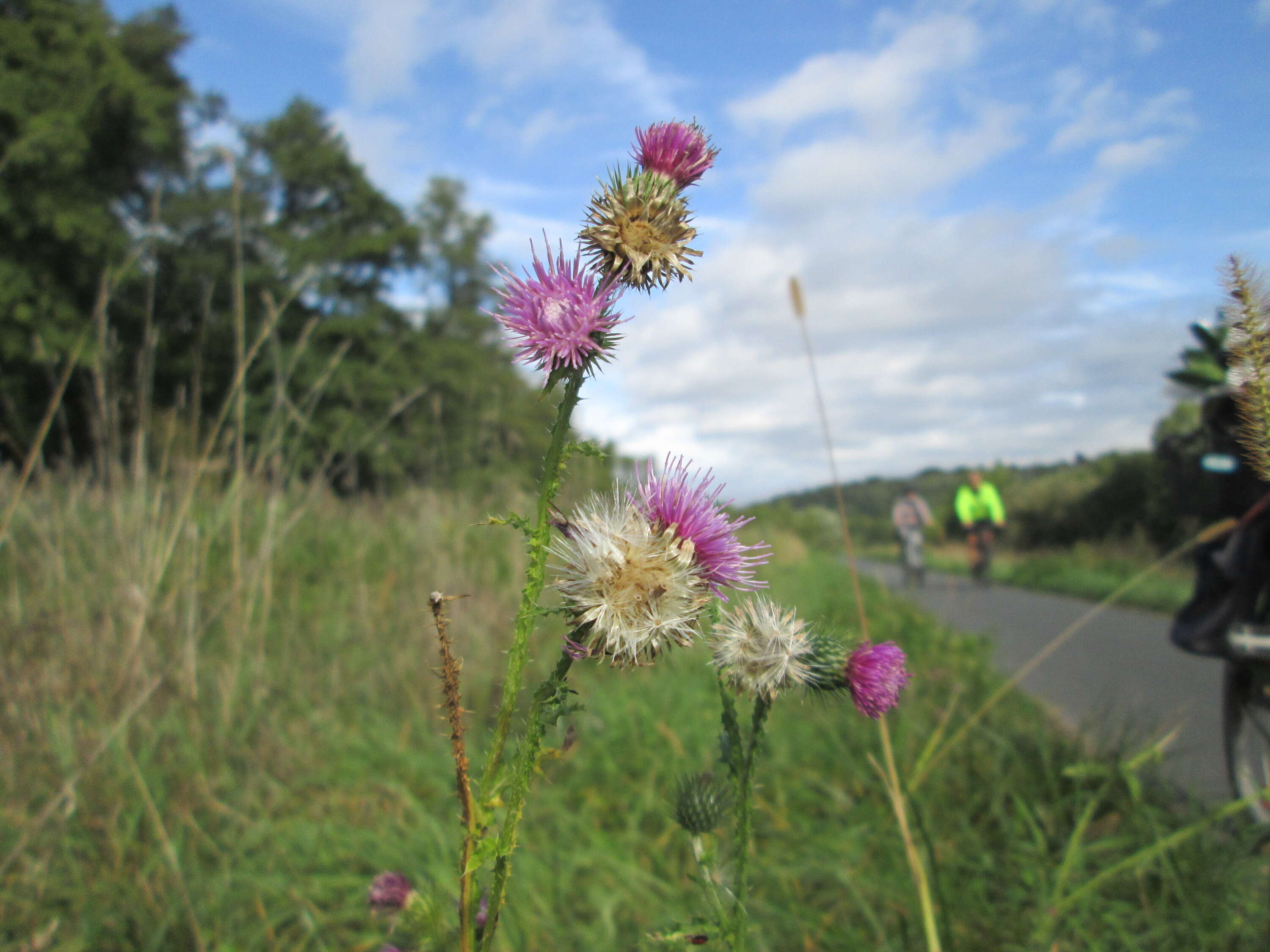 Image of curly plumeless thistle