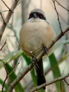 Image of Brown Shrike