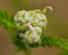 Image of yarrow, milfoil