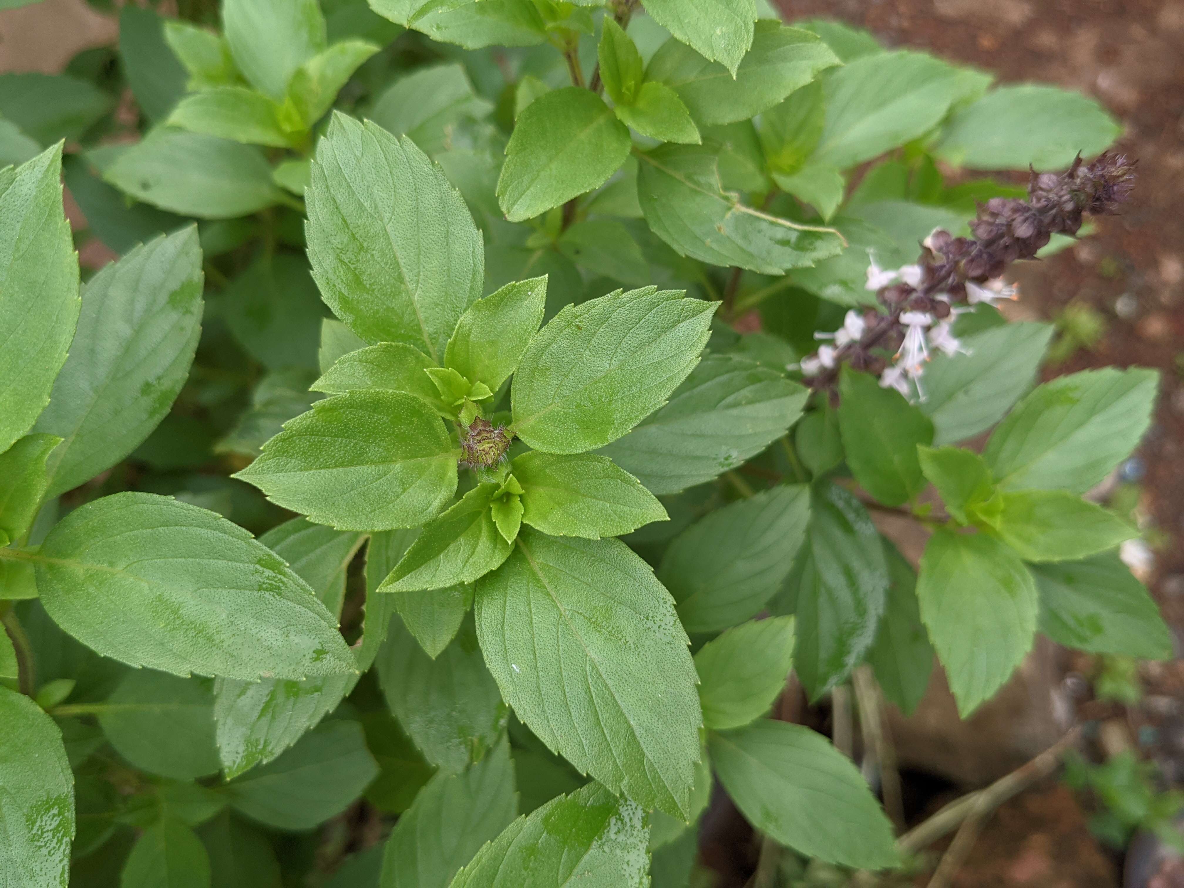 Image de Ocimum kilimandscharicum Gürke