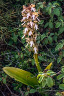 Image of Giant Orchid