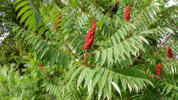 Image of staghorn sumac