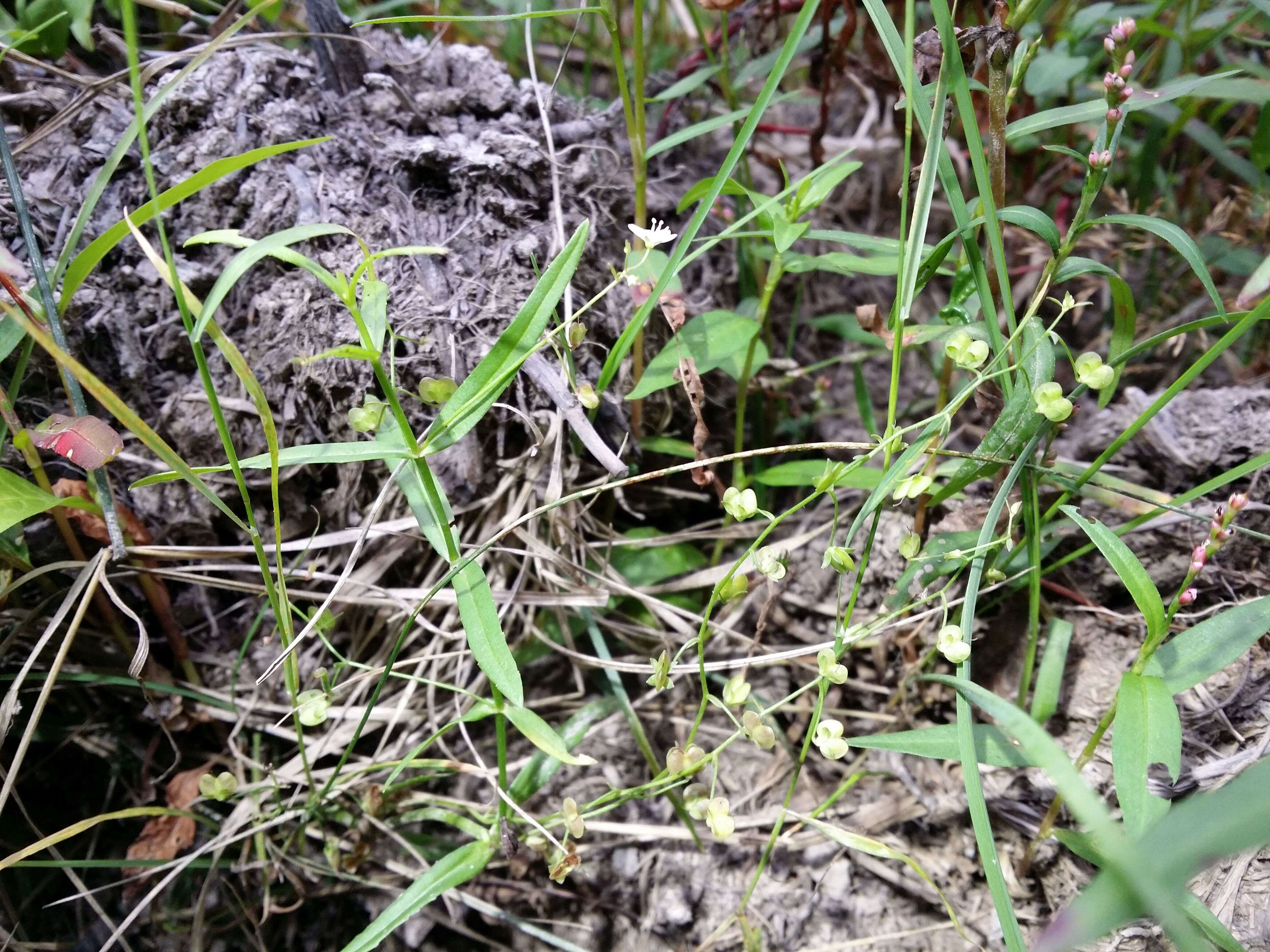 Image of Marsh Speedwell