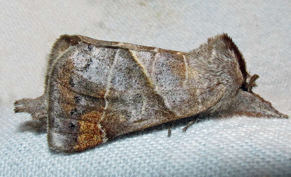 Clostera apicalis Walker 1855的圖片