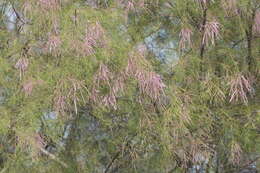 Image of tamarisk