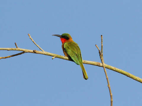 Image of Red-throated Bee-eater