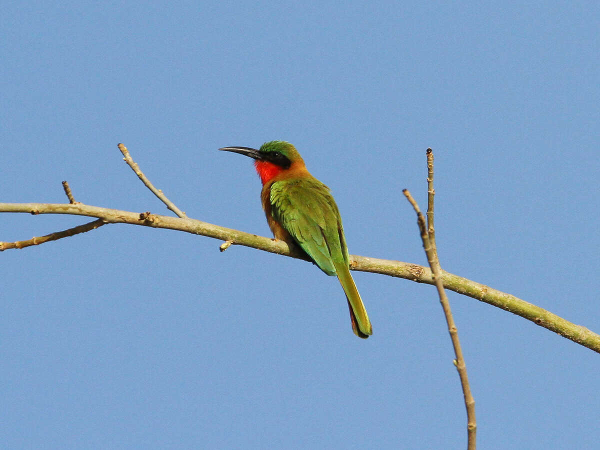 Image of Red-throated Bee-eater