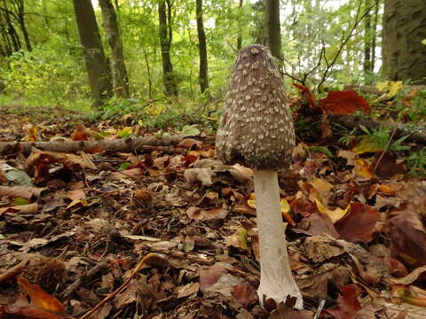 Imagem de Coprinopsis picacea (Bull.) Redhead, Vilgalys & Moncalvo 2001