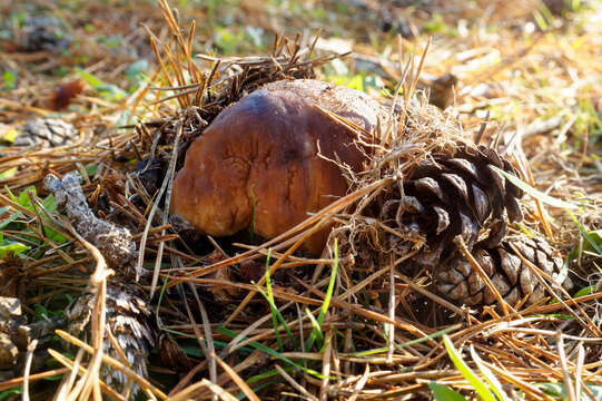 Image of Boletus pinophilus Pilát & Dermek 1973