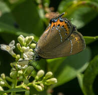 Image of Satyrium pruni