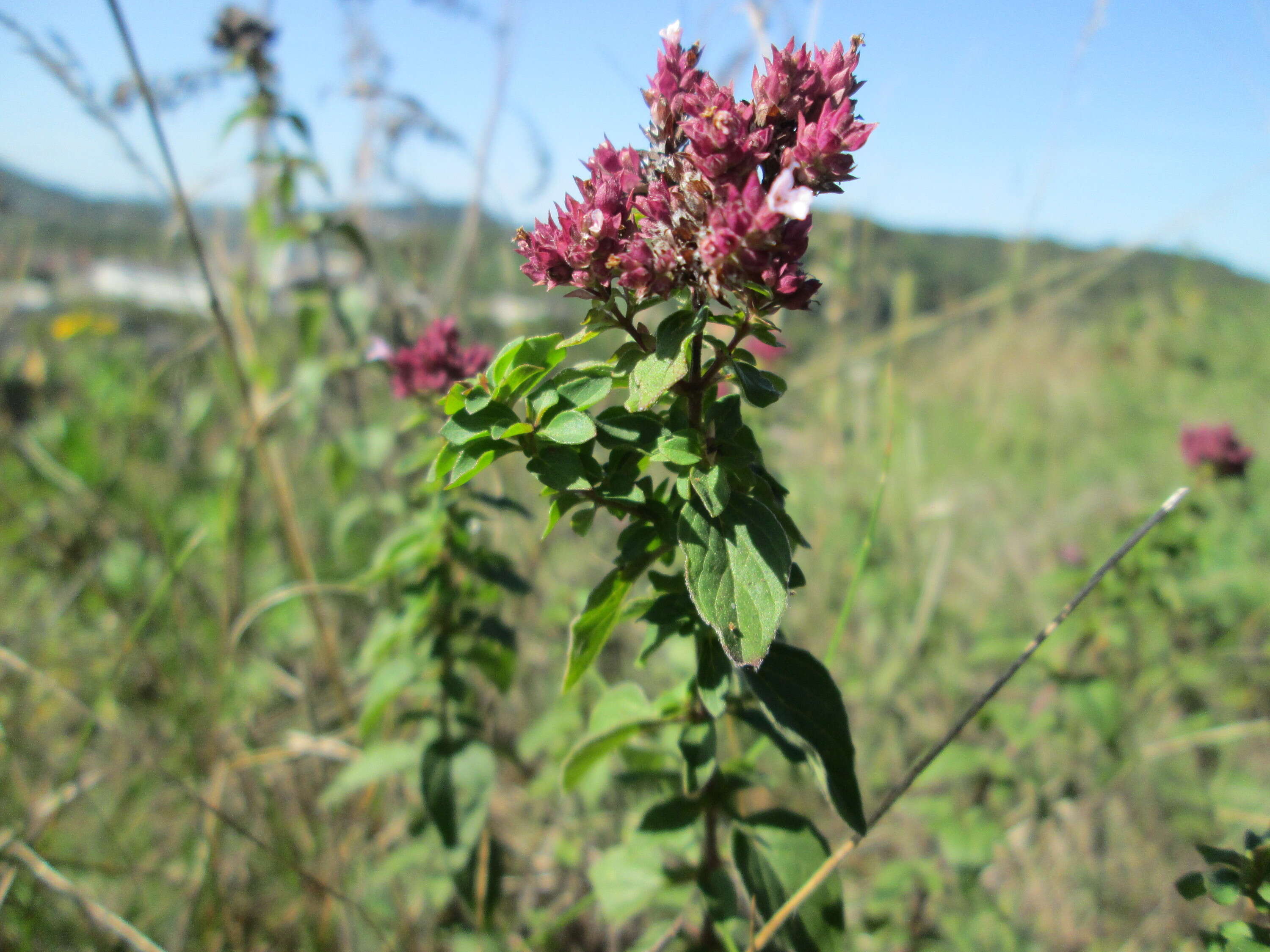 Image of oregano