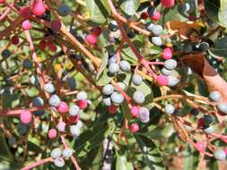 Image of Cyprus turpentine